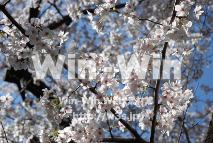 桜の写真素材 W-001504