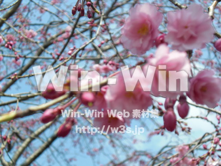 桜の写真素材 W-001566