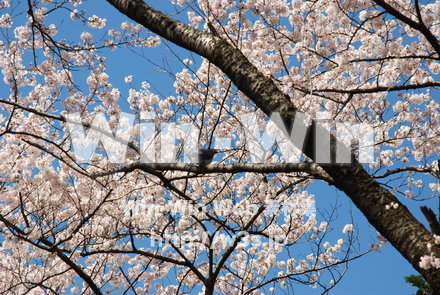 桜の写真素材 W-001514
