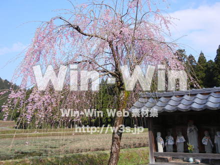 桜の写真素材 W-001589