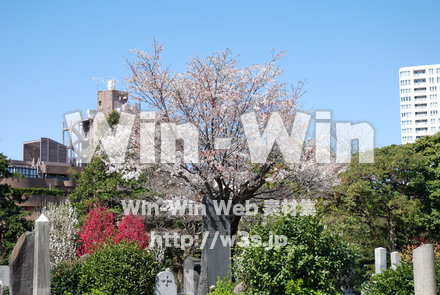 桜の写真素材 W-001501