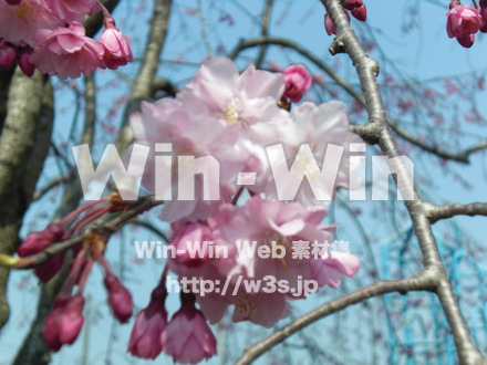 桜の写真素材 W-001565