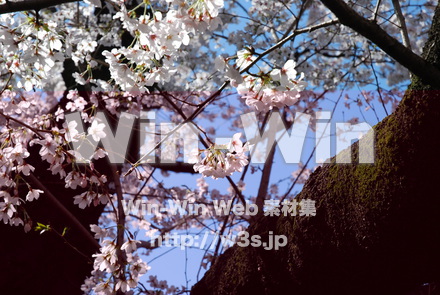 桜の写真素材 W-001507