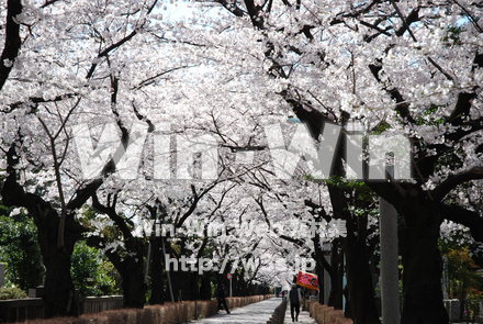 桜の写真素材 W-001491