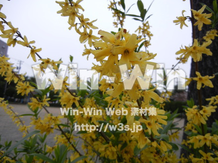 不明な花の写真素材 W-003956