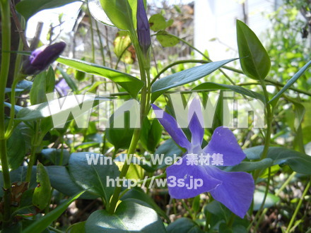 不明な花の写真素材 W-003959