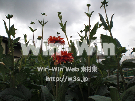 不明な花の写真素材 W-003841