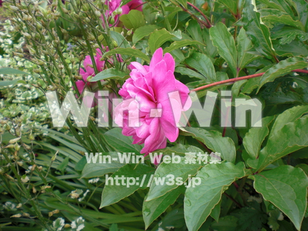 不明な花の写真素材 W-003790