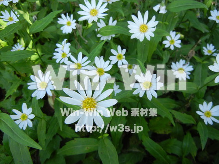 不明な花の写真素材 W-003940