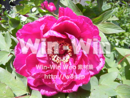 不明な花の写真素材 W-003946