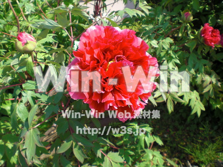 不明な花の写真素材 W-003894
