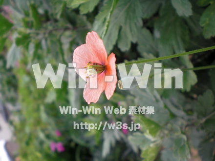 不明な花の写真素材 W-003852