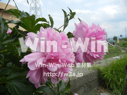 不明な花の写真素材 W-003938