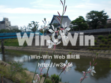 不明な花の写真素材 W-003846