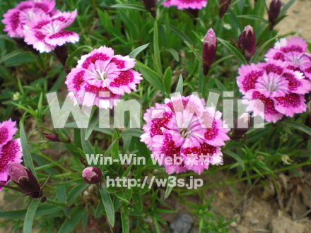 不明な花の写真素材 W-003884