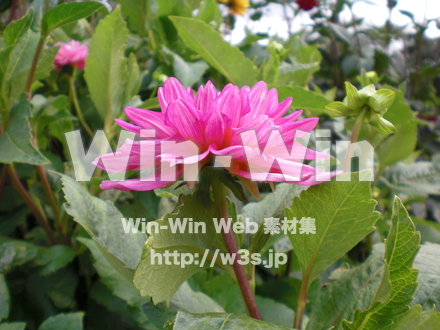 不明な花の写真素材 W-003755