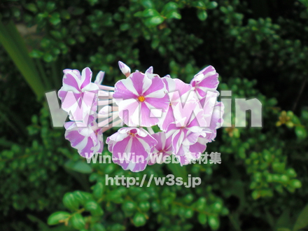 不明な花の写真素材 W-003847