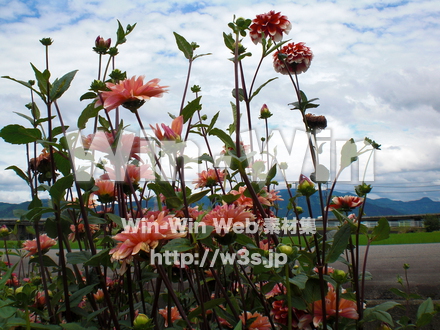 不明な花の写真素材 W-003803