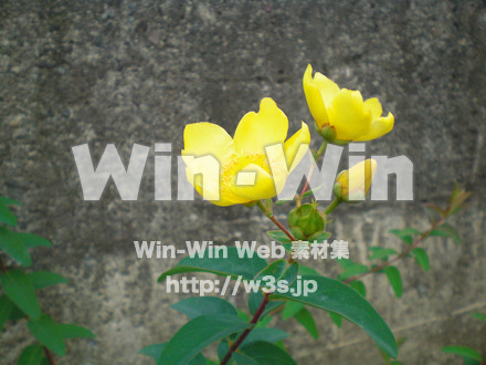 不明な花の写真素材 W-003833