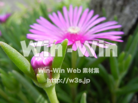 不明な花の写真素材 W-003994