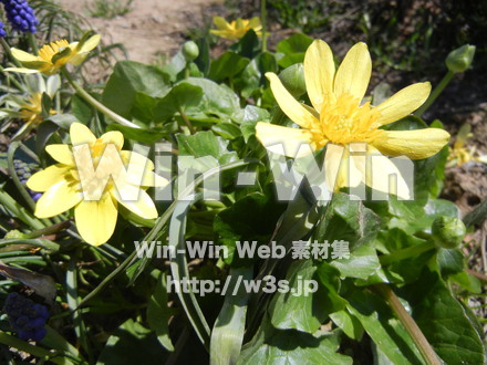 不明な花の写真素材 W-003961