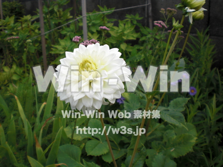 不明な花の写真素材 W-003827