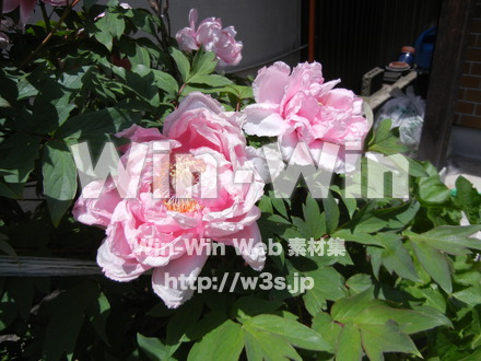 不明な花の写真素材 W-003945