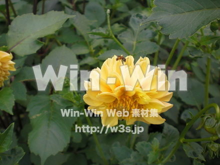 不明な花の写真素材 W-003824