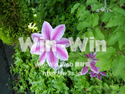 不明な花の写真素材 W-003931