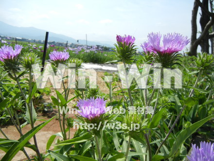 不明な花の写真素材 W-003984