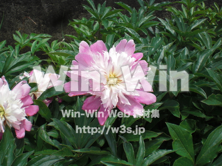 不明な花の写真素材 W-003786