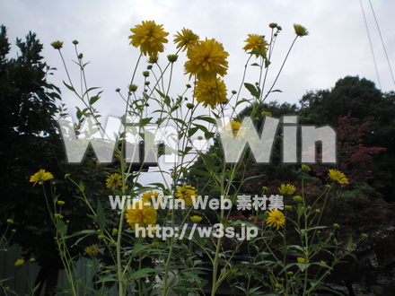 不明な花の写真素材 W-003814