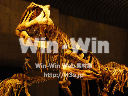 恐竜の骨組の写真素材 W-006790