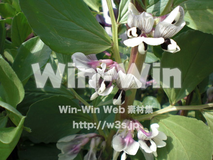 おくらの花の写真素材 W-011189