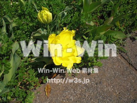 不明な花の写真素材 W-011984