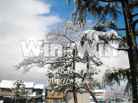 雪の写真素材 W-011078