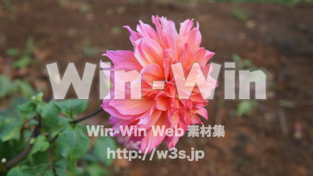 不明な花の写真素材 W-011858