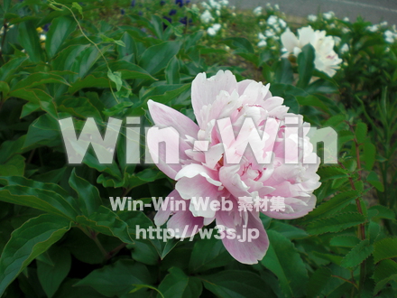 不明な花の写真素材 W-012006