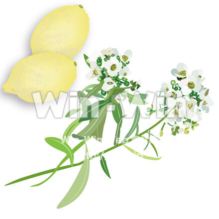 レモンと花のCG・イラスト素材 W-013904