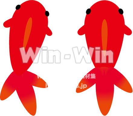 金魚（赤）のCG・イラスト素材 W-014557