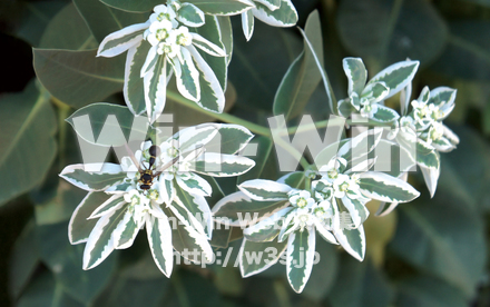 蜂と初雪草の写真素材 W-016234