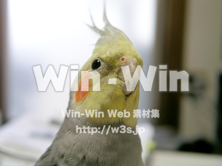 オカメインコの写真素材 W-018540