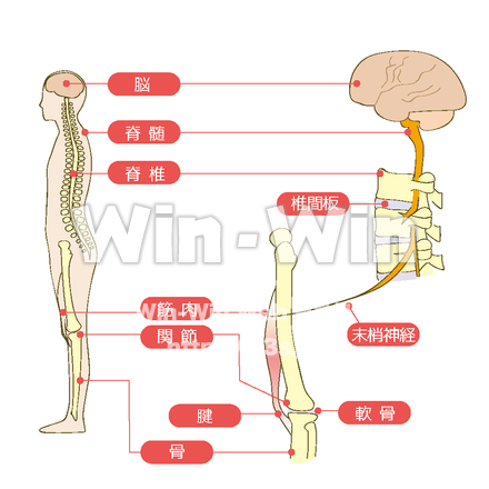 運動器のしくみ（脳・神経・筋肉）のCG・イラスト素材 W-018502