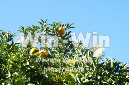 柑橘系の実の写真素材 W-021543
