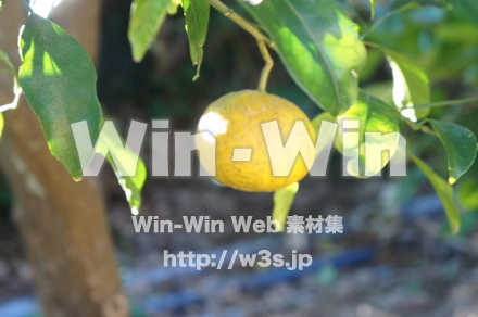 柑橘系の実の写真素材 W-021545
