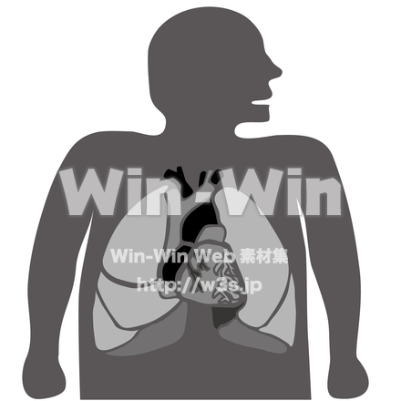 心臓と肺のシルエット素材 W-022721