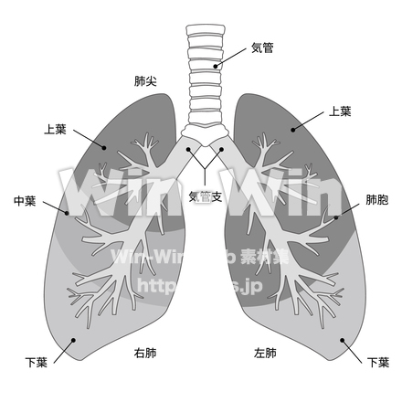 肺の構造のシルエット素材 W-027579