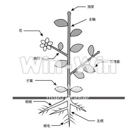 植物の構造のシルエット素材 W-027162