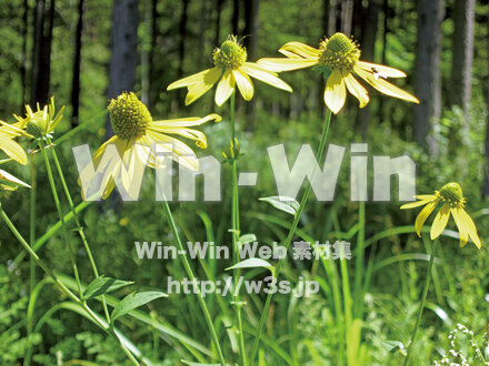 黄色い花の写真素材 W-027984
