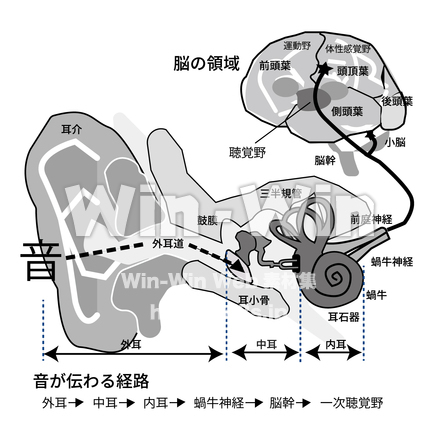 耳と脳のCG・イラスト素材 W-029081